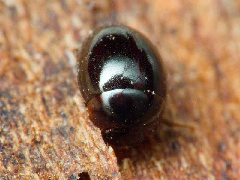 Anisotoma orbicularis (Herbst, 1791)